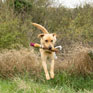 Benji and Flo Country Dog Toys