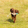 Benji & Flo Country Dog Toys